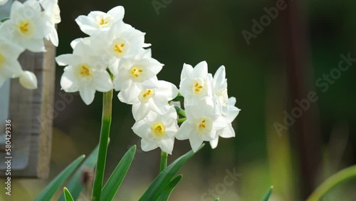 春を告げる美しい水仙の花