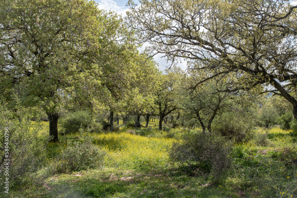 natural oak forest in the lower Galilee region of Israel. old oak trees at spring time. big oak trees in afield of flowering mustard . natural oak forest in the lower Galilee region of Israel. old oak trees at spring time. big oak trees in afield of flowering mustard .