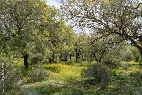 natural oak forest in the lower Galilee region of Israel. old oak trees at spring time. big oak trees in afield of flowering mustard .