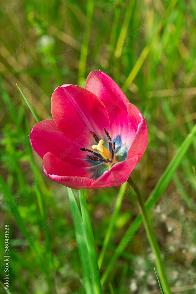 Fuchsia wild tulip.