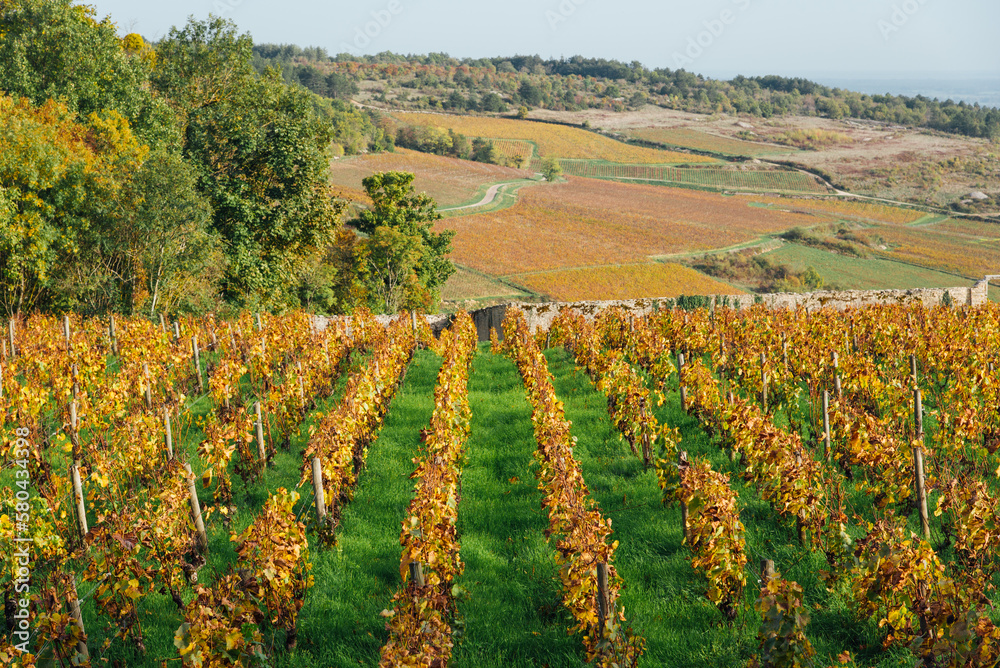 Vue d'un vignoble sur une colline. La Côte-d'Or en automne. Des vignes automnales. Paysage viticole. La viticulture en France. Bourgogne