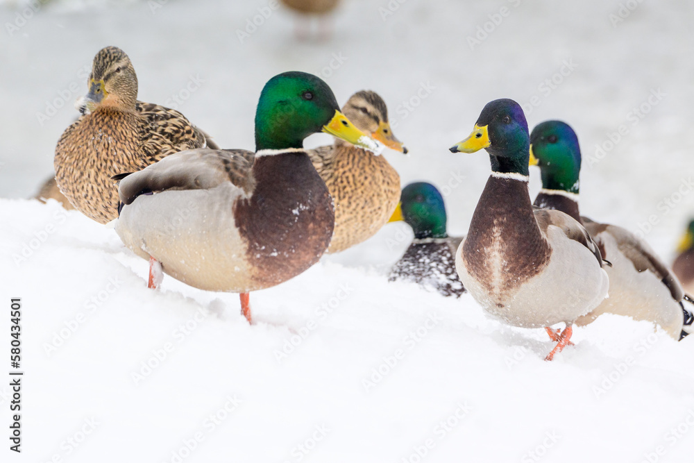wild ducks on a winter lake in the city 3 wild ducks on a winter lake in the city 3