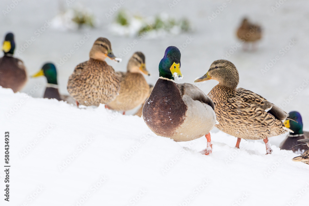 wild ducks on a winter lake in the city 1 wild ducks on a winter lake in the city 1