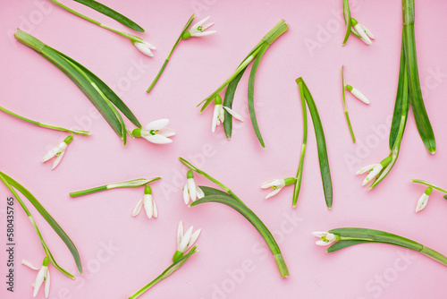 Composition with beautiful snowdrops on pink background