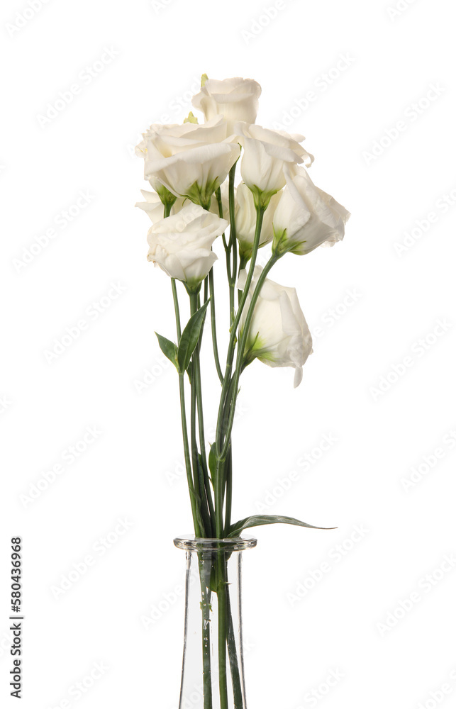 Glass vase with beautiful eustoma flowers isolated on white background