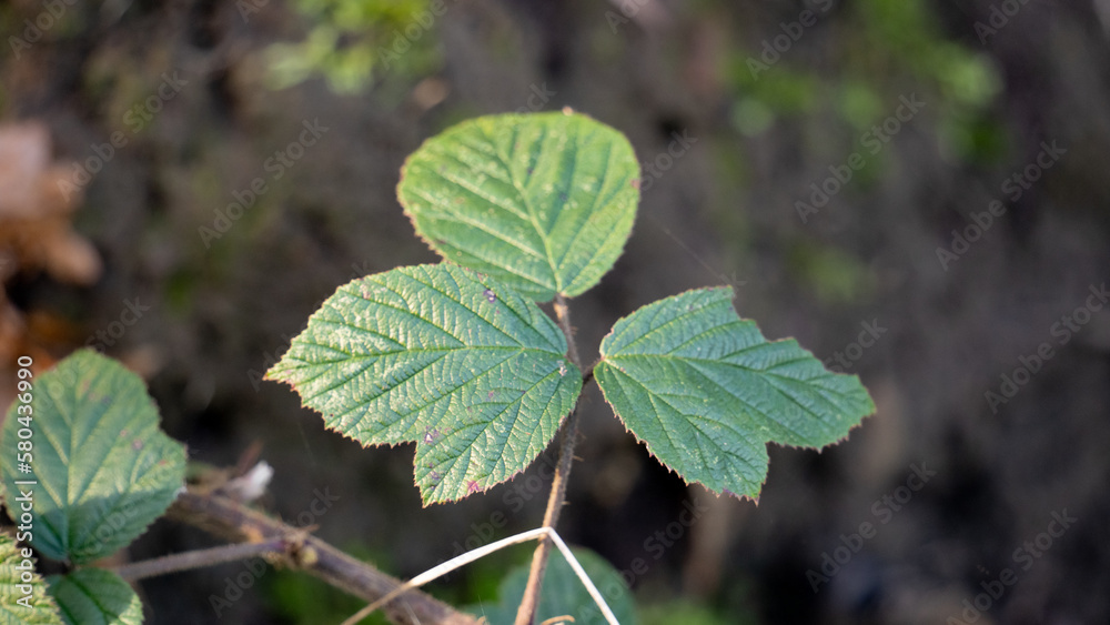 3 leaf grass. poisonous leaves in the forest 3 leaf grass. poisonous leaves in the forest