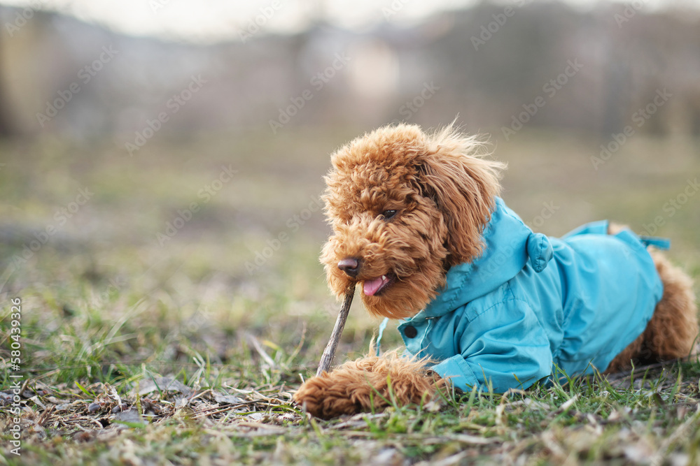 A toy poodle dog in a blue coat gnaws a branch. Red-brown toy poodle puppy on a walk.