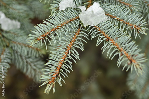 green branches of a pine tree close-up  short needles of a coniferous tree close-up on a green background  texture of needles of a Christmas tree close-up Fir brunch is close. Shallow focus