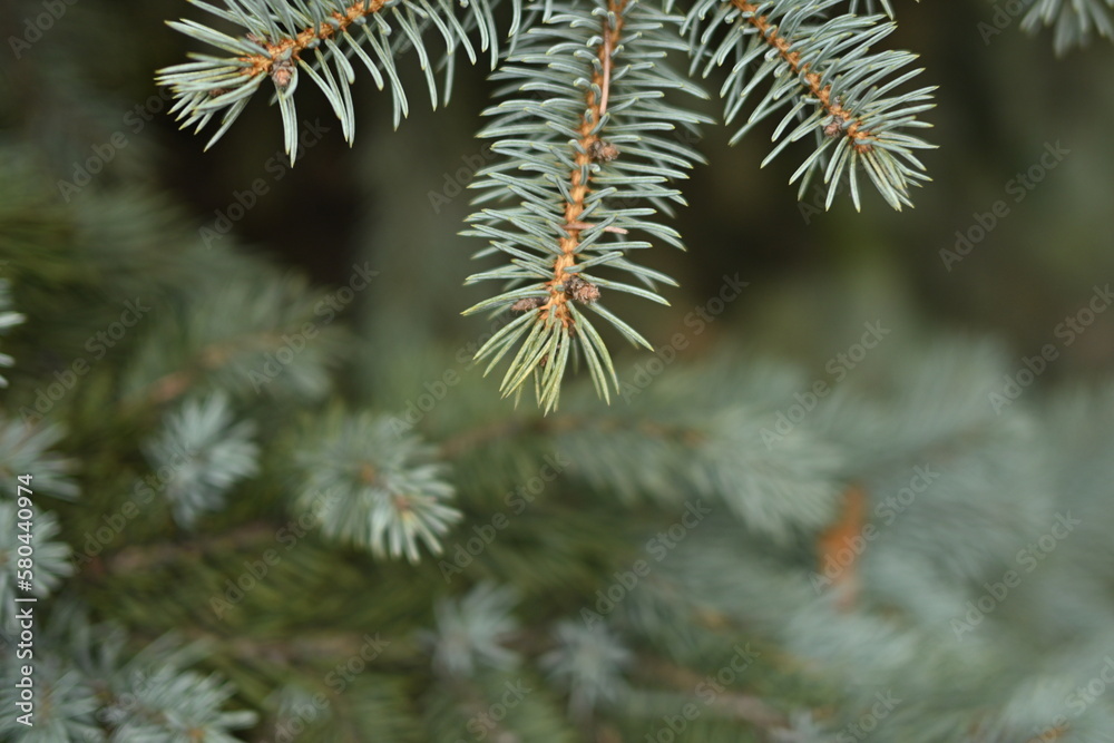 green branches of a pine tree close-up, short needles of a coniferous tree close-up on a green background, texture of needles of a Christmas tree close-up Fir brunch is close. Shallow focus green branches of a pine tree close-up, short needles of a coniferous tree close-up on a green background, texture of needles of a Christmas tree close-up Fir brunch is close. Shallow focus
