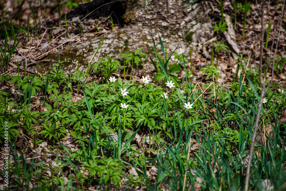 Anemonoides nemorosa (syn. Anemone nemorosa), the wood anemone, is an early-spring flowering plant in the buttercup family Ranunculaceae, native to Europe. Anemonoides nemorosa (syn. Anemone nemorosa), the wood anemone, is an early-spring flowering plant in the buttercup family Ranunculaceae, native to Europe.