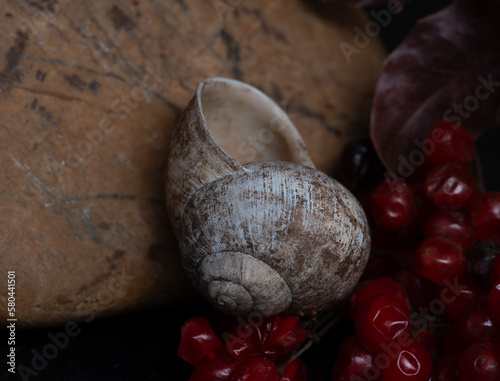 snail, nature, plant, green, flora, background, vintage, natural, arrangement, bouquet, beautiful, decoration, beauty, design, composition, fresh, floral, decorative, summer, forest, still life, 