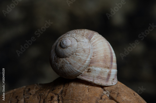 snail, nature, plant, green, flora, background, vintage, natural, arrangement, bouquet, beautiful, decoration, beauty, design, composition, fresh, floral, decorative, summer, forest, still life, 