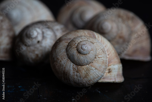 snail, nature, plant, green, flora, background, vintage, natural, arrangement, bouquet, beautiful, decoration, beauty, design, composition, fresh, floral, decorative, summer, forest, still life, 