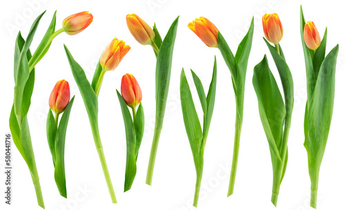 yellow  and pink tulips with green leaves isolated on a white background