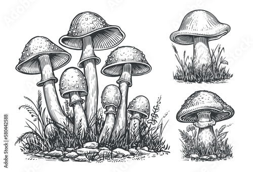Mushrooms set. Hand drawn growing mushroom, mycelium in vintage engraving style. Sketch vector illustration photo