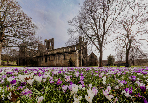 Fototapeta Naklejka Na Ścianę i Meble -  spring flowers crocus in Kirstall Abbey