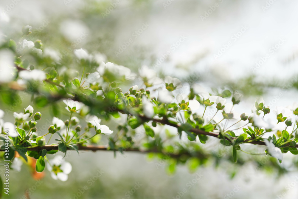 Obraz premium 春枝垂れた枝先の長い穂にたくさんの花をさかせるユキヤナギ。春の訪れを告げる