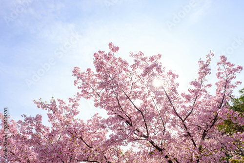 Wallpaper Mural 一足早く開花した河津桜が満開に。やさしいピンクの花が春のおとづれをつげる。3月中旬、神戸市内の灘浜緑地で撮影 Torontodigital.ca