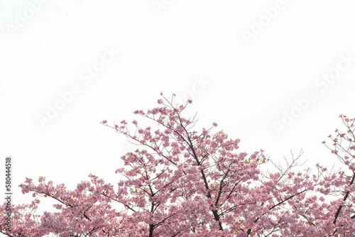 一足早く開花した河津桜が満開に。やさしいピンクの花が春のおとづれをつげる。3月中旬、神戸市内の灘浜緑地で撮影