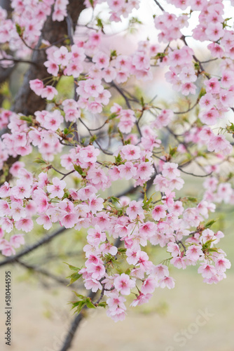 一足早く開花した河津桜が満開に。やさしいピンクの花が春のおとづれをつげる。3月中旬、神戸市内の灘浜緑地で撮影 © 宮岸孝守