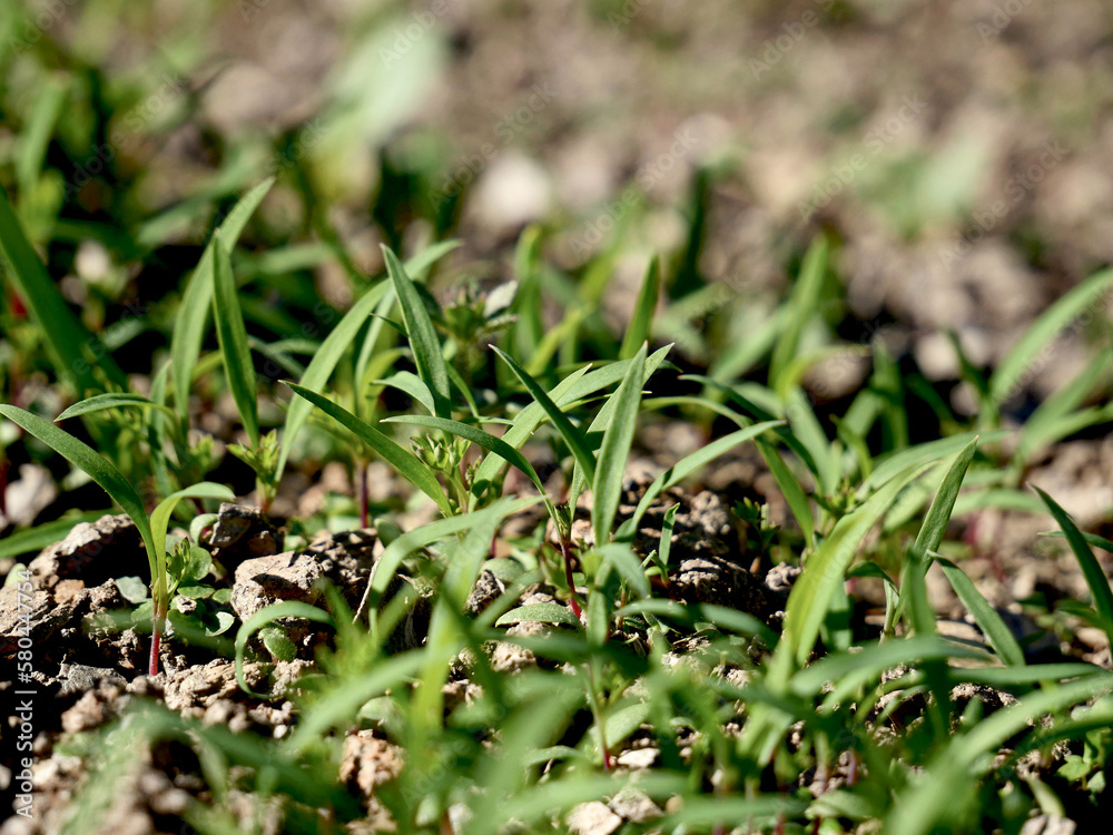Small plants on natural farmland Small plants on natural farmland