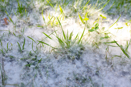 Poplar fluff on green grass. Danger to people with plant allergy © LariBat