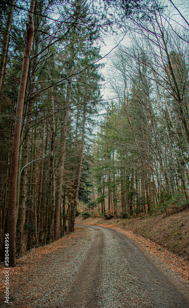 Fototapeta premium road in the dark woods