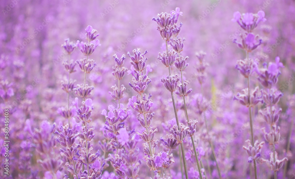 Fototapeta premium Lavender field at beautiful morning, Provence, France..