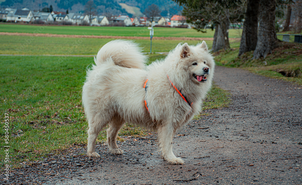 white dog in the park white dog in the park