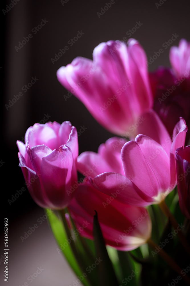 Natural bouquet of spring tulips. Purple tulips on a plain gray background. Valentine's day, mother's day, tenderness day, birthday concept. Soft selective focus. Spring scene. Greeting card.