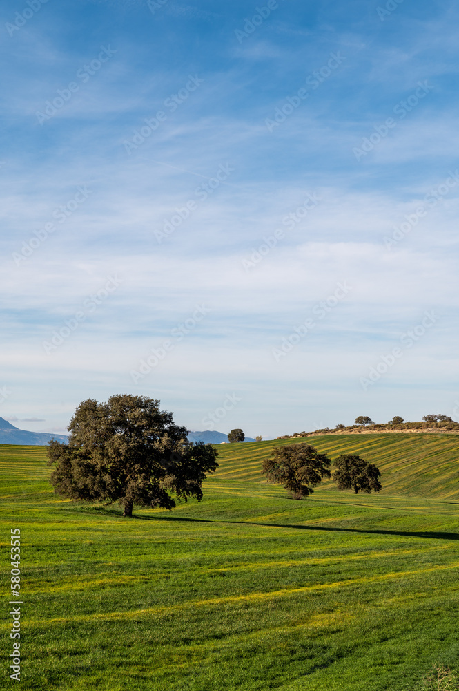 Andalusian agricultural landscape: holm oaks in the middle of green cereal fields at sunset Andalusian agricultural landscape: holm oaks in the middle of green cereal fields at sunset