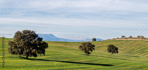Andalusian agricultural landscape: holm oaks in the middle of green cereal fields at sunset