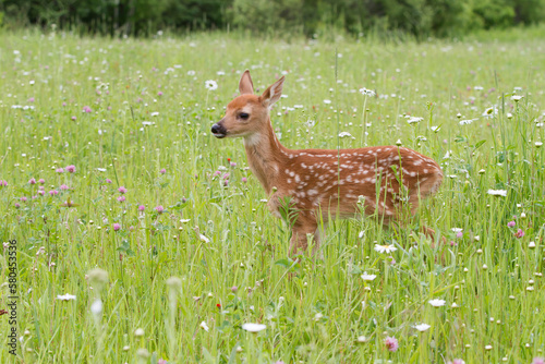 Young white tailed fawn surrounded by wildflowers