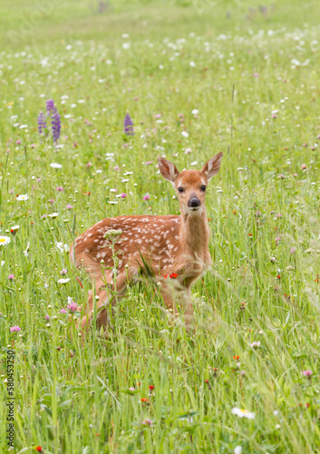 Fawn Standing in a Wildflower Meadow