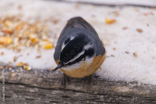 Red-breasted Nuthatch in the Winter