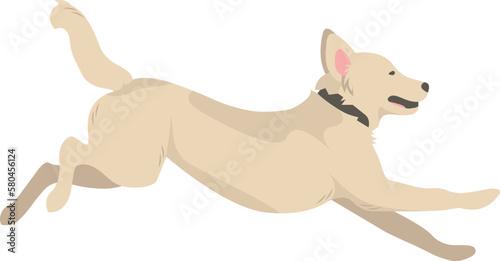 Flat style vector illustration of a golden retriever dog breed isolated on white. Cartoon dogs.