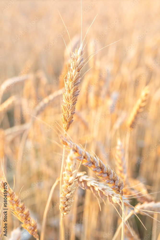 A straight ripe ear of wheat against the background of a blurred agricultural field. The concept of the harvest. Selective focus, Vertical A straight ripe ear of wheat against the background of a blurred agricultural field. The concept of the harvest. Selective focus, Vertical