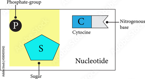 A nucleotide is the basic structural dna DNA. These building blocks are hooked together to form a chain of DNA