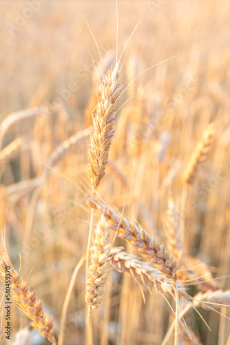 A straight ripe ear of wheat against the background of a blurred agricultural field. The concept of the harvest. Selective focus  Vertical