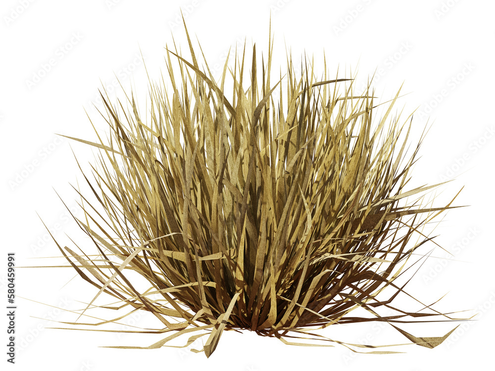 tuft of dry grass, desert plant isolated on transparent background