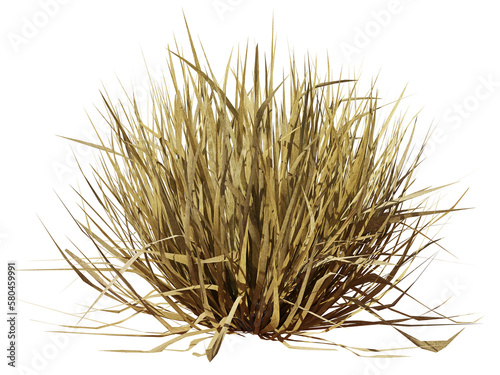 Obraz na płótnie tuft of dry grass, desert plant isolated on transparent background w salonie