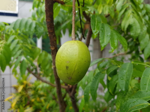  Spondias dulcis  syn. Spondias cytherea   known commonly as ambarella in Sri Lanka or June plum  is a tropical tree  with edible fruit containing a fibrous pit. Manaus  Amazonas     Brazil. 