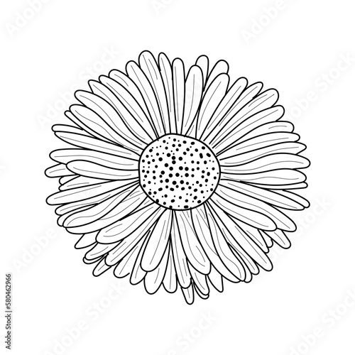 Hand drawn outline Aster flower. Beautiful monochrome Aster flower in close-up isolated on white background. A lush flower of Aster or chrysanthemum sketch. Vrctor illustration