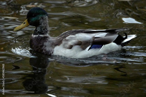 Ducks Swims in the City Park. Ducks in the Pond. Birds in the wild.