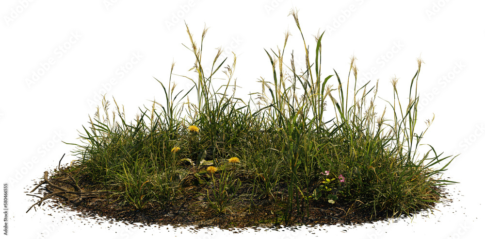 grass patch with dandelion, meadow scene isolated on transparent background