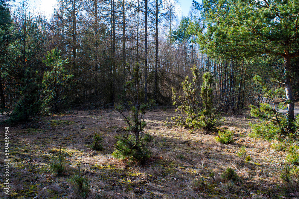 Discovering the Beauty of the Forest in Early Spring