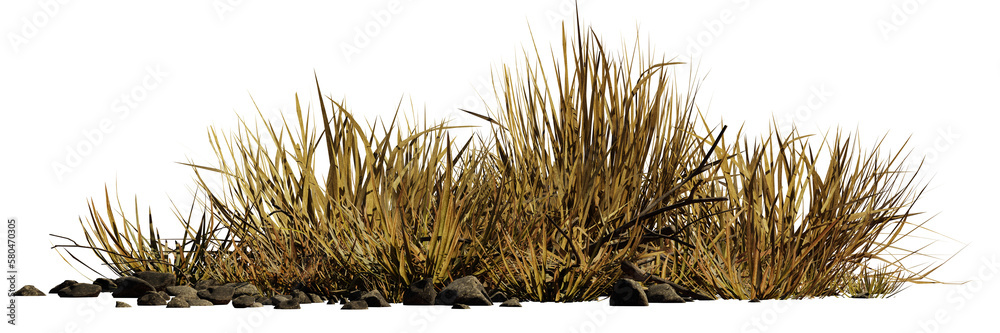 desert scene cutout, dry plants with rocks isolated on transparent background banner