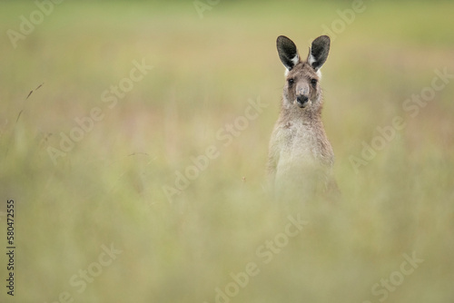 Hidden yet Curious - A juvenile Eastern-Grey Kangaroo grazes on the morning's fresh grasses as it occasionally peaks above the thick vegetation.  © Lucca