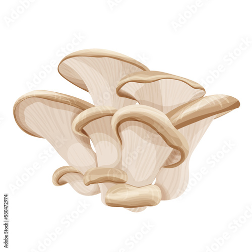 Oyster Mushrooms