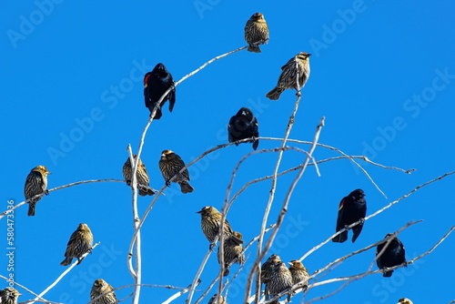Fotografija flock of redwing blackbirds in a tree